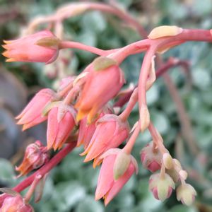 ピンクシャンペーン,多肉の花,多肉の蕾,多肉花芽,多肉植物地植え花壇の画像