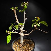 塊根植物,コミフォラ,バルコニスト,コミフォラ属,灌木系コーデックスの画像