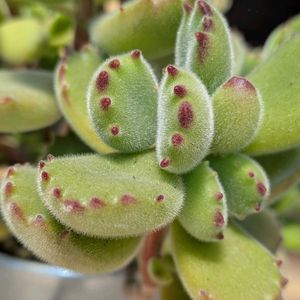 熊童子,福だるま,多肉植物,紅葉する多肉,プクプクの画像