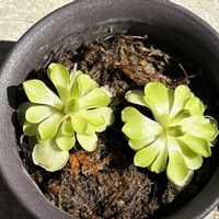 ムシトリスミレ,ウツボカズラ,ピンギキュラ,名前を教えて,名前を教えての画像