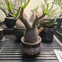 塊根植物の画像
