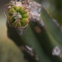 ハオルチア,多肉植物,観葉植物,塊根植物,サボテン科の画像