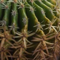 ハオルチア,多肉植物,観葉植物,塊根植物,サボテン科の画像