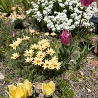 チューリップ,パセリ,イベリスブライダルブーケ,木の芽(サンショウ),家庭菜園の画像