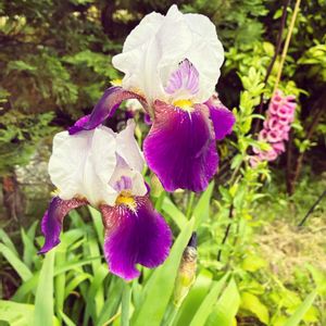 ジャーマンアイリス,春の花,イングリッシュガーデン,玄関アプローチ,庭の画像