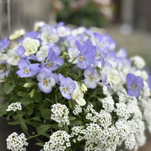 アリッサム,ビオラ,お花に癒されて,ハンギング,玄関前のお花の画像