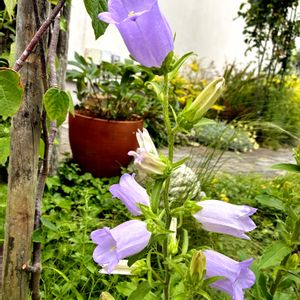 カンパニュラ,春の花,イングリッシュガーデン,玄関アプローチ,庭の画像