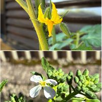 トマト,ミニトマト,大根,ダイコン,花のある暮らしの画像