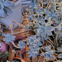 朧月,白牡丹,胡蝶蘭,虹の玉,桜吹雪の画像