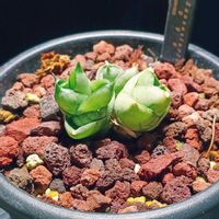 サンスベリア,サンスベリア,サンセベリアの画像