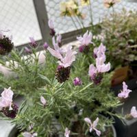 フレンチラベンダー,花のある暮らし,TODAY'S SPECIAL,ベランダの画像