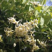 カリン,ムベ,カキ,八重桜,アオダモの画像