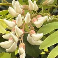 ハリエンジュ（ニセアカシア）,ニセアカシア,花言葉,今日のお花,マメ科大好きの画像