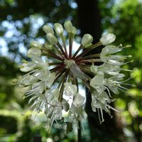 ギョウジャニンニク,ギョウジャニンニク花,筑波実験植物園の画像
