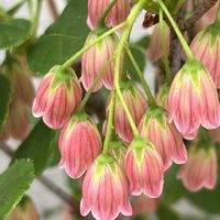 サラサドウダン,サラサドウダン,赤い花,散歩,花散歩の画像