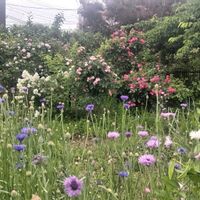 夏野菜,私のお気に入り。,花盛り,種蒔きから,お花のある暮らしの画像