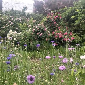 夏野菜,私のお気に入り。,花盛り,種蒔きから,お花のある暮らしの画像