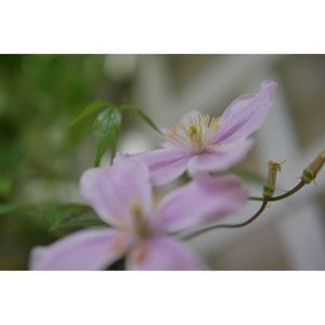 クレマチス,クレマチス モンタナ,クレマチス・モンタナ　ルーベンス,ミラーレス一眼,木曜日は桃色の画像