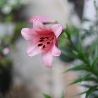 テッポウユリ,花のある暮らし,沖縄,おうち園芸,ピンクワールドへ ようこその画像