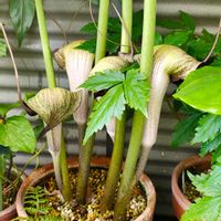 ウラシマソウ,ガーデニング,ボタニカルライフ,山野草,お庭の植物の画像