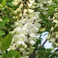 アセビ,スモークツリー,ハリエンジュ（ニセアカシア）,シラカシ,ベニバナサンザシの画像
