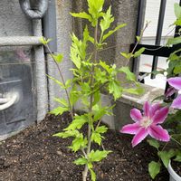 ムクゲ,ムクゲ  スターバーストシフォン,ガーデニング,庭木,花のある暮らしの画像