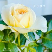 シモツケ ,マイガーデン,バラの季節,バラのある暮らし,ばら バラ 薔薇の画像