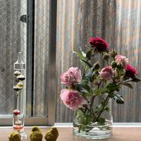 バラ,レディ・エマ・ハミルトン,バラ ヘルシューレン,薔薇 オデッセイア,ソフィ・ロシャスの画像