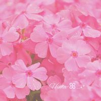 シバザクラ,芝桜,ガーデニング,ピンクの花,かわいいな♡の画像