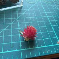 センニチコウの画像
