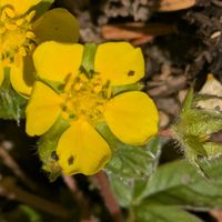 水菜,ポテンティラ,雑草,山野草,きじむしろの画像
