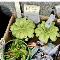 ムシトリスミレ,食虫植物,庭の画像