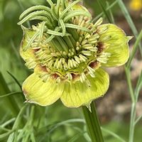 モッコウバラ,春菊,ニゲラ トランスフォーマー,オウバイソケイ,我が家の庭の画像