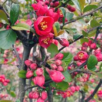 ハナズオウ,ユキヤナギ,山吹,紅梅,木瓜（ぼけ）の花の画像