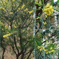 アカシア,ミモザ,マメ科,黄色いお花大好き協会の画像