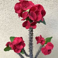 ハナキリン,花麒麟(はなきりん)の画像