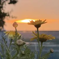ノイバラ,四つ葉のクローバー,春菊,スナップエンドウ,ニゲラ（クロタネソウ）の画像