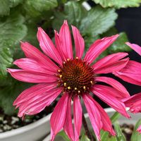 エキナセア,癒し,花のある暮らし,植物のある暮らし,お庭のお花の画像
