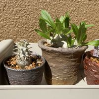 塊根植物,コーデックス,恵比寿笑いブラザーズの画像