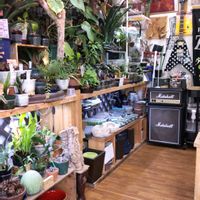 多肉植物,ウラボシ科,ビカクシダ属,食中植物,塊根の画像