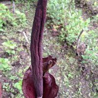 コンニャク,家庭菜園の画像