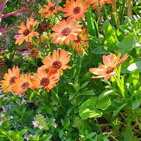 ディル,オステオスペルマム,ばら バラ 薔薇,ミッチの会,今朝のお庭にての画像