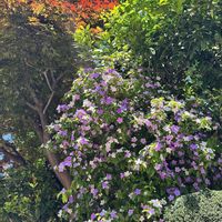 ニオイバンマツリ,ニオイバンマツリ,ミカン,モミジ,Brunfelsia australisの画像