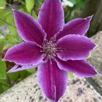 クレマチス,ケヤキ,癒し,花のある暮らし,庭の画像