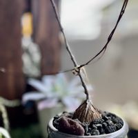 ペトペンチア ナタレンシス,ペトペンチア ナタレンシス,多肉植物,塊根植物,神奈川タニラーの画像