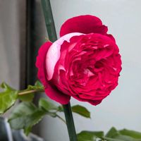 ムラサキツユクサ,新緑の庭で,挿し木から成長,嬉しい❤️,白薔薇❤️の画像