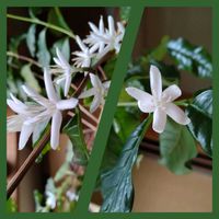 コーヒーの木,コーヒーの木,珈琲の木,鉢植え,白い花の画像