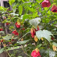 アブチロン,可愛い,癒し,花のある暮らし,ありがとう❤️の画像