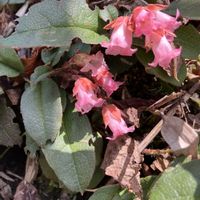 イワウチワ,オオバキスミレ,カタクリ,イワナシ,大亀ノ木の画像