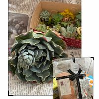 シャビアナ,多肉植物,癒される,no green no life,多肉植物のある暮らしの画像